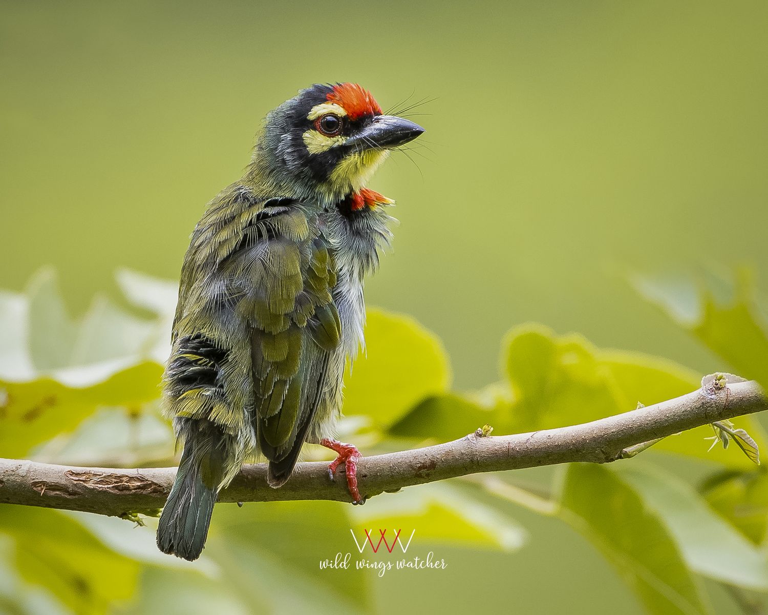 Coppersmith barbet perch 001